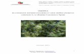 ОЦЕНКА на находища от синя хвойна Juniperus communis в …herbvaluebg.org/wp-content/uploads/2015/10/Doklad_Ocenka_Zapasi… · на проекта; ДНП