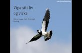 Foto: Frode Falkenberg Vipa sitt liv og virke · Vipe Vanellus vanellus 28 –31 cm (vingespenn 67 –87 cm) 128 –330 g Snittalder er 3,5 år –høgaste målte alder 24,5 år.
