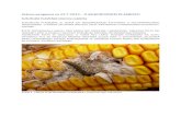 Zelena prognoza za 25.7.2019. - O KUKURUZNOM PLAMENCU prognoza tekstovi/Zelena prognoza 25… · kukuruzni plamenac (ostrinia nubilalis) kukuruzni plamena je jedna od najznaČajnijih