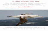 10 САМЫХ БОЛЬШИХ ПТИЦ МИРАcsdbf6.ru/index.files/самые большие птицы.pdf · За день они могут легко потреблять около