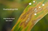 Hveteaksprikk - Norsk Landbruksrådgiving · 2017-02-19 · Hveteaksprikk (Parastagonospora nodorum – tidligere Septoria nodorum, Stagonospora nodorum) •Nekrotrof sopp •Viktigste