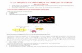 TS spé Chapitre 3 L'utilisation de l'ATP par la cellule ...profsvt71.e-monsite.com/medias/files/ts-spe-theme-1-chapitre-3-atp... · Le basculement de la tête de myosine peut se