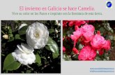 El invierno en Galicia se hace Cameliaescueladelenguasvivas.es/wp-content/uploads/2018/05/Galicia-en-su... · • Visita a Vigo: Emblematicos parques y Pazos de Castrelos y la Guía;