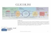 GLICOLISI - - Home · che derivano dal catabolismo anaerobico del glucosio (in altri tessuti) o da catabolismo degli aminoacidi . Rappresenta il principale meccanismo con cui il fegato