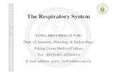 The Respiratory System - PUMCanatomy.sbm.pumc.edu.cn/mobile/files/pdf/Histology...The Respiratory System YONG-MEI CHEN (陈咏梅) Dept. of Anatomy, Histology & Embryology Peking Union