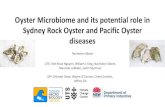 Oyster Microbiome and its potential role in Sydney Rock ......Oyster Microbiome – what was known in relate to QX and POMS • SRO digestive gland microbiota is changed following