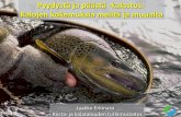 Pyydystä ja päästä -kalastus: Kalojen kokemuksia meiltä ja muualtalapinkalatalouskeskus.net/assets/Kalatalouspivt-2014/13... · 2014-11-17 · •Yleistynyt viime vuosina erityisesti