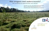 Janneke van der Loop (Stichting Bargerveen) Hein van Kleef ... · Hoe omgaan met watercrassula? Een vertaling van experimenten voor beheer Janneke van der Loop (Stichting Bargerveen)