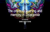 The olfactory learning and memory in Drosophilapanylab.org/wp-content/uploads/2019/09/2019-08-30... · Forgetting is regulated by Rac and the cytoskeleton in the MBs •Neural mechanisms