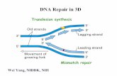 DNA Repair in 3D - NIH VideoCast template 5آ´ incoming nucleotide 3 ... Minor groove. Watson-Crick and
