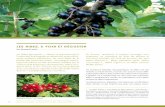Les Ribes, à voiR et dégusteR - Jardins de France · Ribes x gordonianum résulte de l’hybridation entre Ribes aureum et Ribes sanguineum. Les plants obtenus, diploïdes, sont