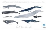 CETÁCEOS DE LA DE MELIMOYU / Patagonia Norte, Chile ... · Ballena Sei Balaenopem Jotobada Delfin eutropia Ballena Fin Ballena Azul musadus orm FUNDAClóN Ballena Minlce bomerensis