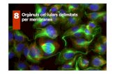 8 Orgànuls cel·lulars delimitats per membranes · 2018-11-16 · membrana rep el nom de tonoplast. Conjunt rep el nom de vacuoma. En cèl·lules animals actualment s’anomenen