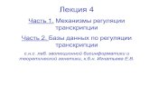 Часть 1.Механизмы регуляции транскрипции Часть 2. Базы ...kib.nsu.ru/wp-content/uploads/2019/11/4_RGP_Lecture4_7_E_Ignat_2… · Лекция