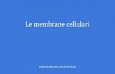 Le membrane cellulari - Università degli studi di Padovacompgen.bio.unipd.it/~ale/tnpee_le_membrane_cellulari.pdf · membrana plasmatica mediato da una proteina transmembrana detta