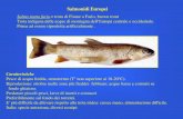 Presentazione di PowerPoint - Veneto Agricoltura · Alimentazione esogena proporzionalmente alle dimensioni (plancton, crostacei, insetti, lumache, pesci e uova di pesce). T optimum