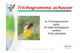 le Trichogramme pour la lutte biologique contre Tuta · Moyens de lutte contre Tuta absoluta Une protection complète en 5 étapes Une lutte efficace contre Tuta intègre à la fois