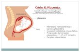 Cório & Placenta · Cório & Placenta endométrio feto Estela Bevilacqua - bevilacq@usp.br Laboratório de Estudos da Biologia do Trofoblasto ... Corticotropina coriônica humana