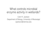 What controls microbial enzyme activity in wetlands? · australis wetlands, but not in Hymenocallis littoralis wetlands. Significant correlations between enzyme activity, root biomass
