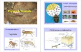 Arthropoda - Kasetsart Universitypirun.ku.ac.th/~fscibtb/download/Phylum_Arthropoda_Lab_print.pdf · Phylum Arthropoda • Subphylum Trilobitomorpha • Subphylum Chelicerata •