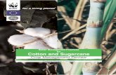 Better Management Practices for Cotton and Sugarcane · Integrated Weed Management 44 Insect pests and diseases 47 Post-Harvest Practices 66 Environmental Impacts of Cotton Cultivation