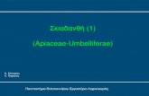 Σκιαδανθή (1) (Apiaceae-Umbelliferae)vclass.uop.gr/modules/document/file.php/TTG168/ΣΚΙΑΔΑΝΘΗ (1... · Ομοιότητα των φύλλων με την φτέρη