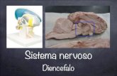 LTA6 SN5 Diencefalo - unige.itDiencefalo Epitalamo Talamo! (Metatalamo) Subtalamo Ipotalamo Abenule: centri di smistamento che collegano i centri olfattivi con il tronco encefalico.!