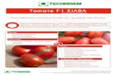 Tomate F1 KIARA - congosemcgLycopersicon esculentum L.Tomate F1 KIARA " Excellente productivité et qualité de fruits " Dotée d’une excellente tolérance au TYLCV, F1 KIARA est
