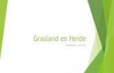 Grasland en Heide - Wikiwijs€¦ · Grasland “Grasland is een gebied van enige omvang met een vegetatie die gedomineerd wordt door grassen” (wikipedia) Weinig tot geen bomen