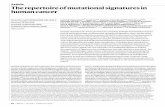 The repertoire of mutational signatures in human …...2020/02/07  · 94 | Nature | Vol 578 | 6 February 2020 Ace The repertoire of mutational signatures in human cancer L B. Axandrov