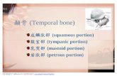 顳骨 (Temporal bone) - I-Shou Universityspaces.isu.edu.tw/upload/19526/bone7.pdf · 顳骨(Temporal bone) 成鱗狀部(squamousportion) 鼓室部(tympanic portion) 乳突部(mastoid