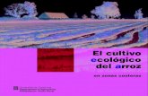 El cultivo ecológico del arroz en zonas costeraspae.gencat.cat/.../el_conrreu_ecologic_arros_castella.pdf · 2019. 3. 3. · El cultivo ecológico del arroz en zonas costeras El