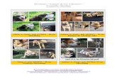 PS in Deutschland · Tierheim "Amigos de los Animales" Granada, Spanien aktualisiert am 21. Juni 2020 ... Dogui, m., kastr., geb. 01/2010, 45 cm Mischling . Tierheim "Amigos de los