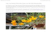 Cây Lan Hoàng Thảo Hoa Vàng của Chị Trần …Chợt mấy tấm ảnh một cây lan hoa mầu vàng nghệ của chị Trần Phương Mai hiện ra truớc mắt. Chị