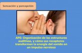 APE: Organización de las estructuras auditivas, y …APE: Organización de las estructuras auditivas, y cómo sus receptores transforman la energía del sonido en un impulso nervioso