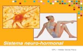 Sistema neuro-hormonal - Lubango com ciência · Sistema neuro-hormonal . é constituído por . Sistema hormonal . Sistema nervoso central . divide-se em . Sistema nervoso . Será