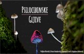 Gljive Psilocibinske - Savremena gimnazija · 2020. 5. 7. · Gljive. Istorija Postoji nekoliko praistorijskih crteža uklesanih u razne stene širom sveta koje ilustruju značaj