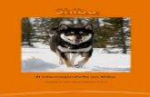 Et informasjonshefte om Shiba - WordPress.com · sanser er nødvendige fordi hundens overlevelse avhenger av dem. Som jakthund må Shibaen være selvstendig, med tillit til egne evner.
