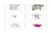 Anatomie-ICopleiding.ppt [Compatibiliteitsmodus] · Microsoft PowerPoint - Anatomie-ICopleiding.ppt [Compatibiliteitsmodus] Author: z014019 Created Date: 3/17/2011 1:57:53 PM ...
