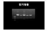실험목적 - Amborellaamborella.net/0-2013-GeneralBiologyLab/12... · 2013. 12. 5. · 침강제및염료, parafilm, UV gel-documentation system 실험방법 1. 보고자하는DNA의크기에따라agarose의양을조절하여TAE/TBE