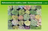 Nahosemenné rostliny (odd. Gymnospermae · • megastrobily (šištice) vznikají z modifikovaných krátkých větviček • tvořeny 2 typy šupin - semenné šupiny (stonkového