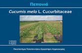 Cucumis melo L. Cucurbitaceaevclass.uop.gr/modules/document/file.php/TTG155/Πεπονιά Υπαίθρια... · Γαλλία 154.000 ... μεγάλη περιεκτικότητα