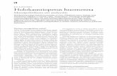 Jan Löfström Holokaustiopetus huomennanetn.fi/sites/ · holokausti tuli Euroopassa julkisen keskustelun aiheeksi laajassa mitassa vasta 1970-luvun lopulta lähtien. Holo-kaustin