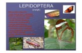 LEPIDOPTERA - Univerzita Karlovaweb.natur.cuni.cz/zoologie/entomologie/Navody/SFHH/12_Lepidopte… · LEPIDOPTERA (motýli) Diferenciální diagnóza - ústní ústrojí sací –