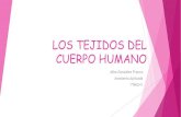 LOS TEJIDOS DEL CUERPO HUMANO€¦ · Title: LOS TEJIDOS DEL CUERPO HUMANO Author: ALBA Created Date: 11/12/2018 12:29:16 AM
