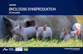 ØKOLOGISK SVINEPRODUKTIONorgprints.org/31190/13/Intro til økologisk svineproduktion AGK Fra... · Økologivejledning 2016 Søer på græs i sommerhalvåret Slagtesvin kan holdes