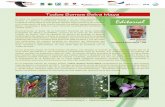 Biodiversidad y monitoreo biológico: ejes rectores para ...selvamaya.info/wp-content/uploads/2020/05/Boletín...la importancia de la protección de la Selva Maya, podamos promover