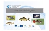Testy ekotoxicity s rybami - Masaryk University · Brachydanio rerio, Danio rerio (danio pruhovaný, zebřička pruhovaná) Poecilia reticulata (živorodka duhová, paví očko) Pimephales