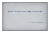 Plant Disease Caused by Nematode · Nematode vectors of plant viruses-Viral transmission occurs after the release of enzymes while the nematodes feed nutrients from plants.-virus