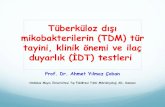 Tüberküloz dışı mikobakterilerin (TDM) tür tayini, klinik önemi ...Tüberküloz dışı mikobakterilerin (TDM) tür tayini, klinik önemi ve ilaç duyarlık (İDT) testleri
